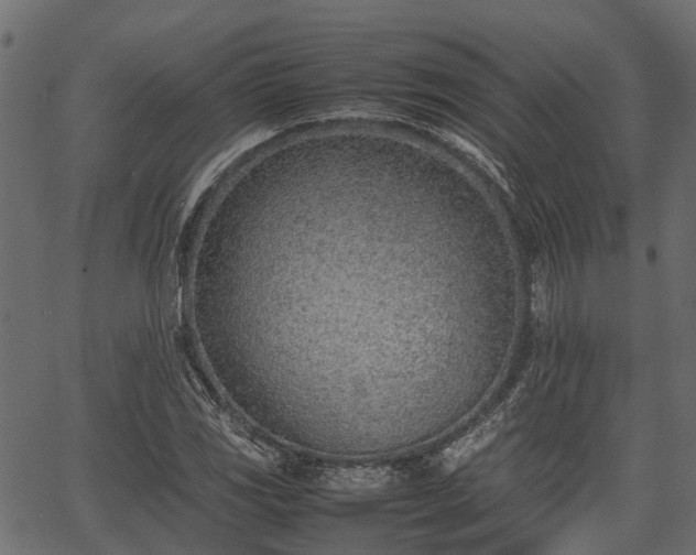X0000066981117200603311517