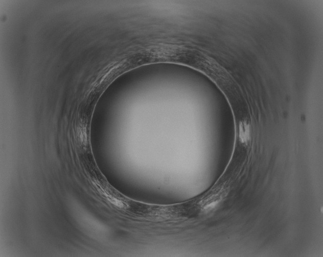 X0000066981155200603311517