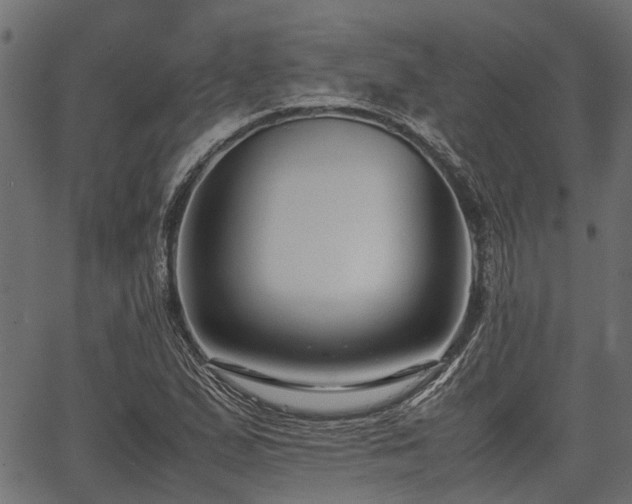 X0000066981167200603311517