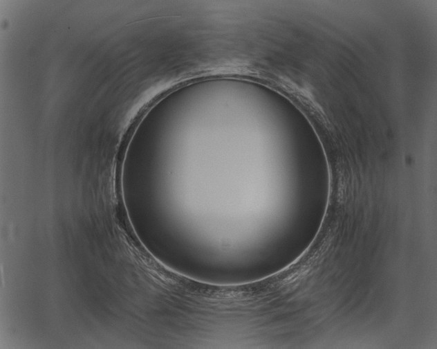 X0000066981174200603311517