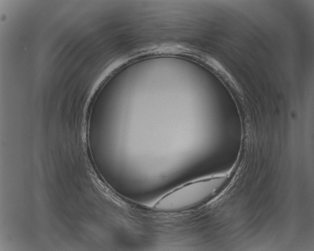 X0000066981232200603311516