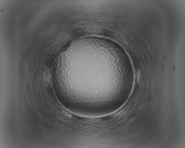 X0000066981251200603311515