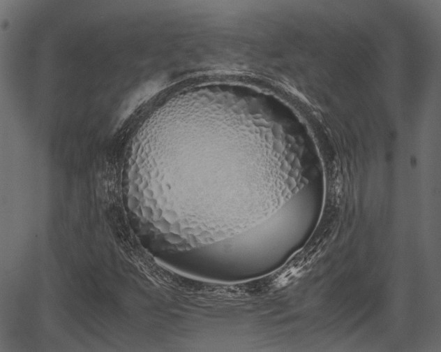 X0000066981255200603311515