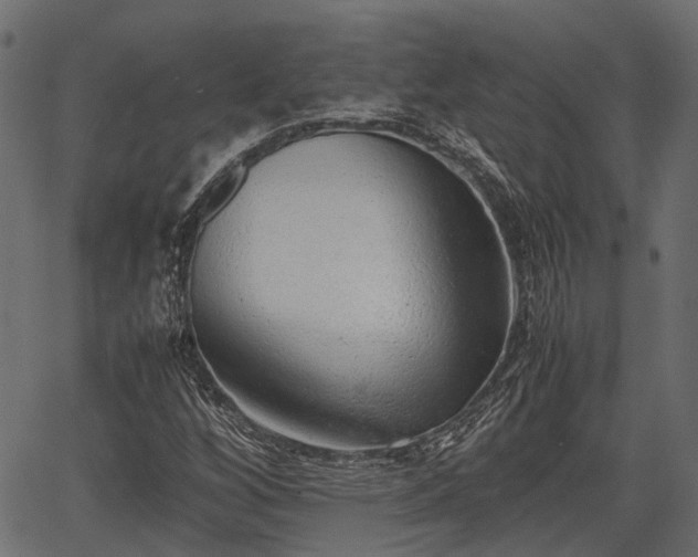 X0000066981256200603311515