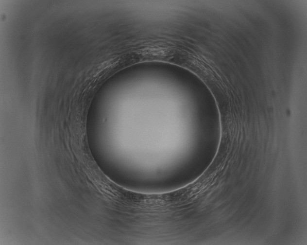 X0000066981297200603311514