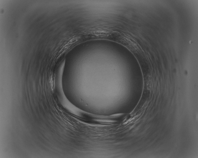 X0000066981298200603311514