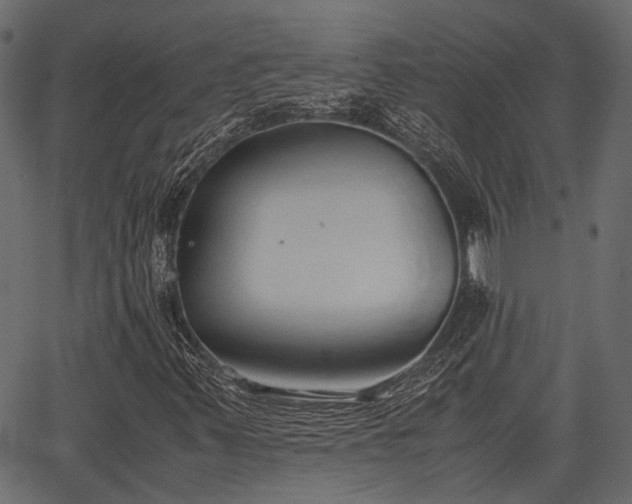 X0000066981347200603311514
