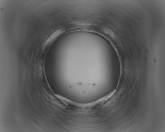 X0000066981354200603311514