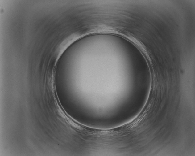 X0000066981390200603311513