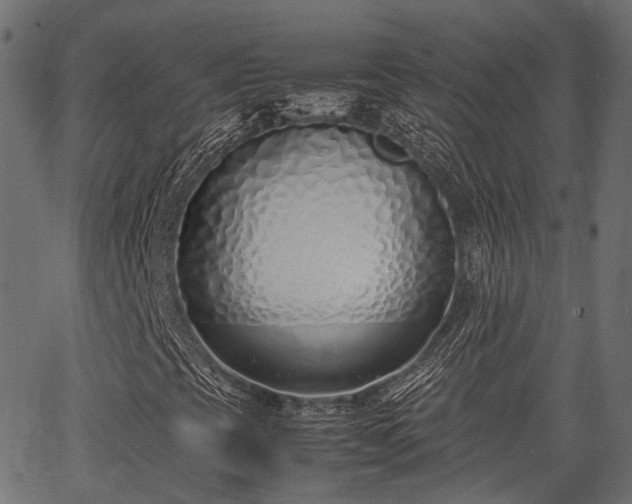 X0000066981393200603311512
