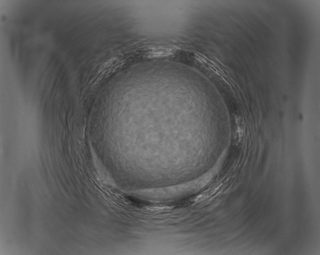 X0000066981441200603311512