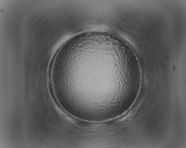 X0000066981471200603311512