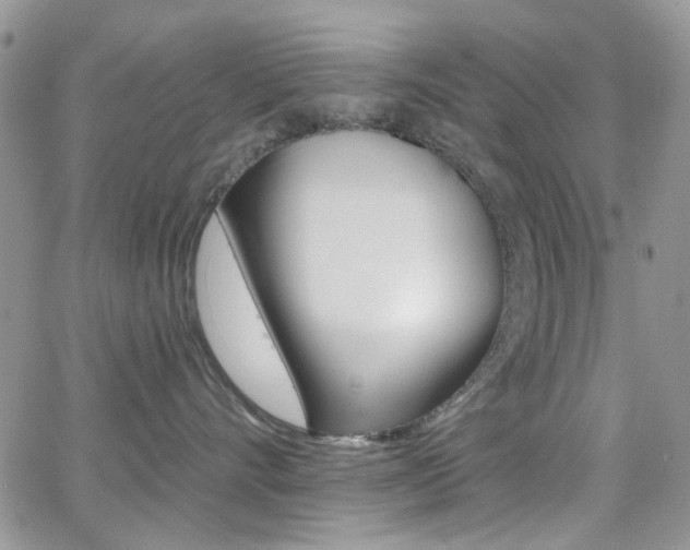 X0000066990528200603241023