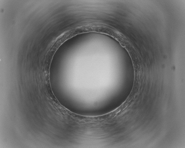 X0000066990822200603241018