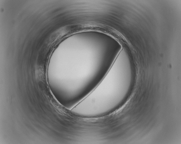 X0000066990825200603241018
