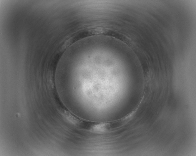 X0000066990178200603241326