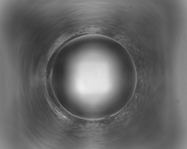 X0000066990242200603241323
