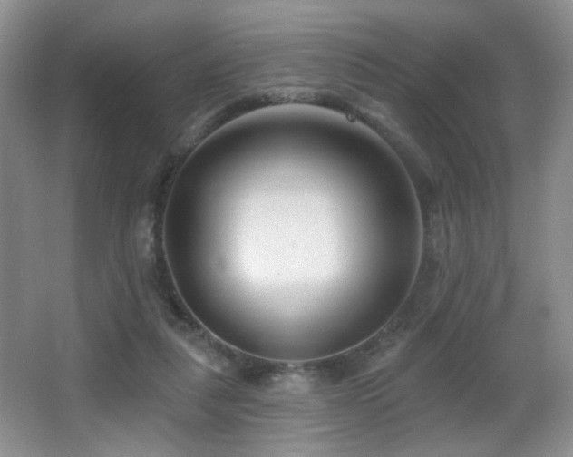 X0000066990259200603241324