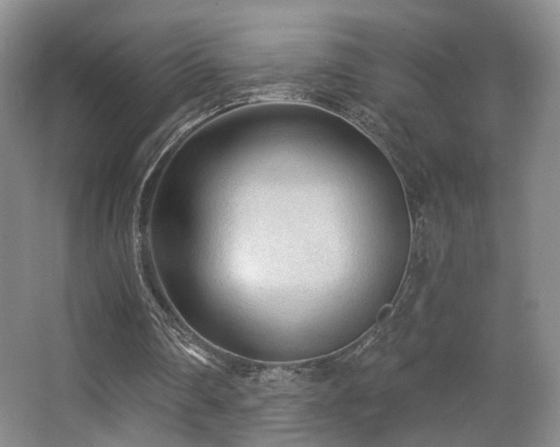 X0000066990290200603241323