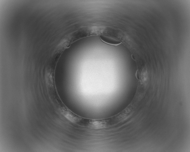 X0000066990522200603241319
