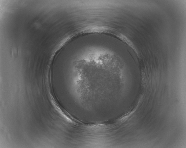 X0000066990581200603241318