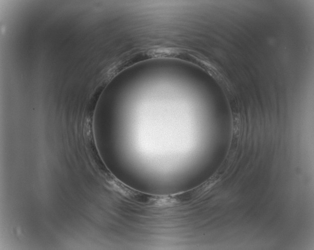 X0000066990621200603241318