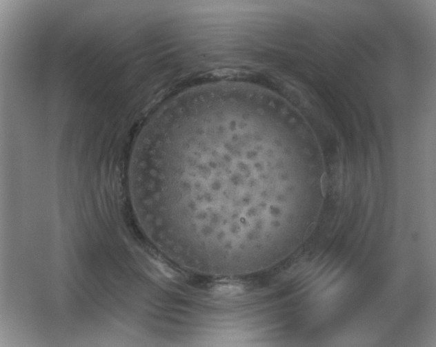 X0000066990653200603241317