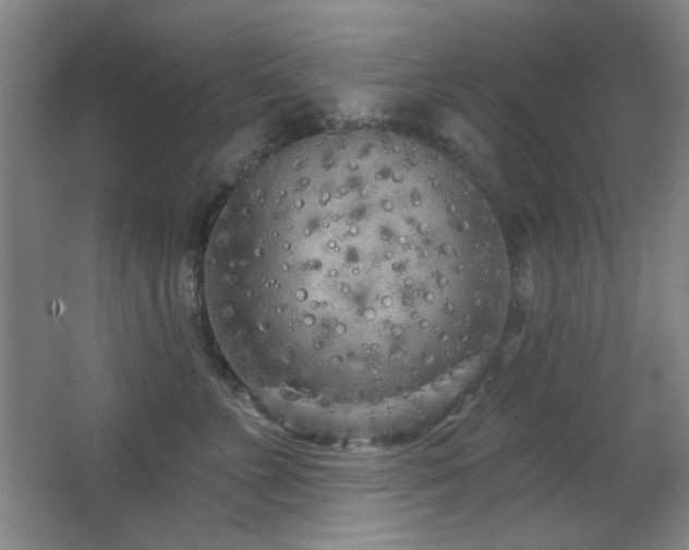 X0000066990715200603241316