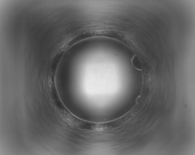 X0000066990746200603241316