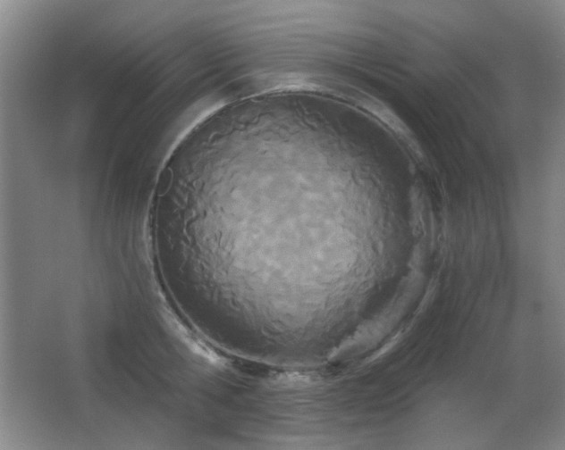X0000066990806200603241314