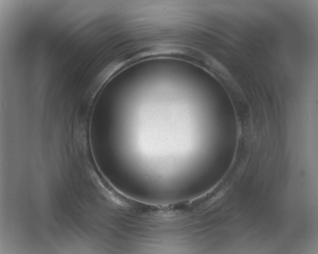 X0000066991177200603241308