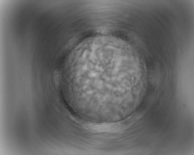X0000066990036200603271326
