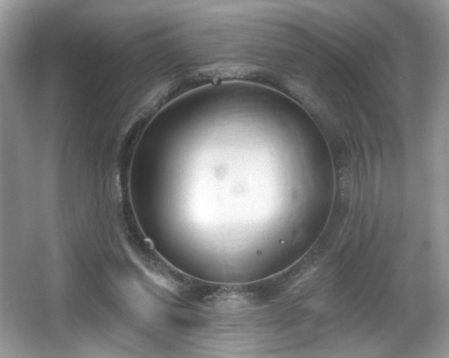 X0000066990254200603271322