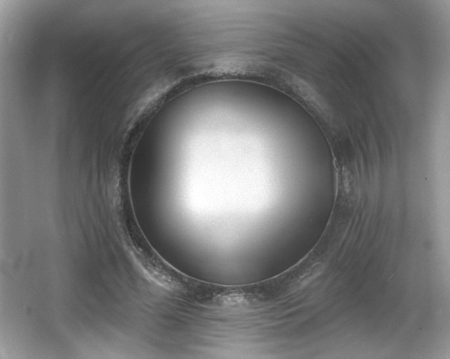 X0000066990588200603271316