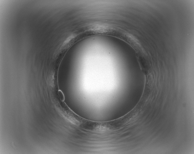X0000066990596200603271316