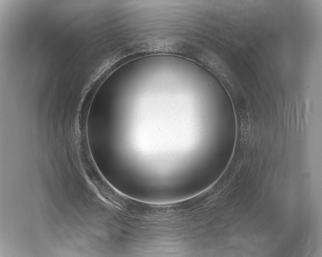 X0000066990674200603271315