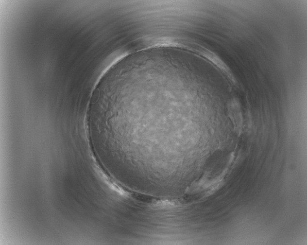 X0000066990806200603271313