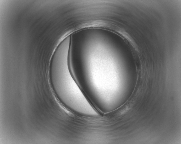 X0000066990850200603271312