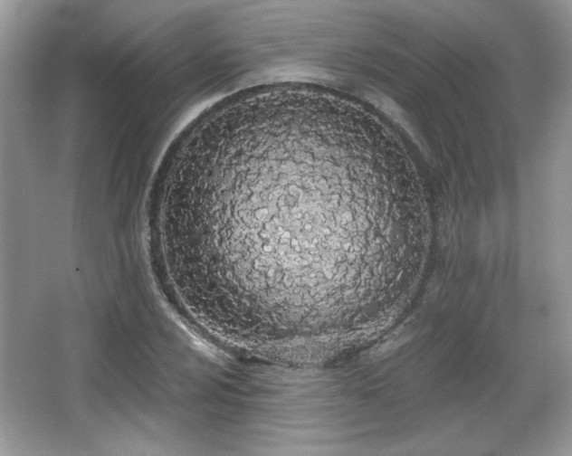 X0000066991024200603271309