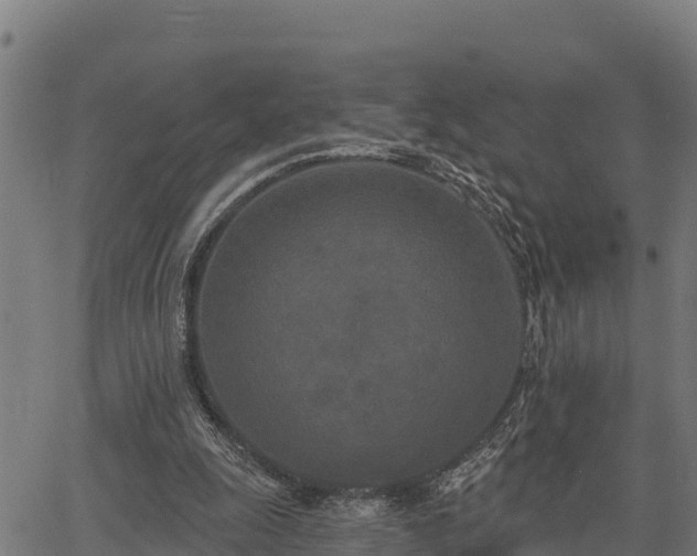X0000066990247200603311556