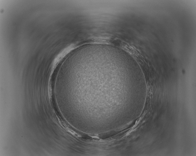 X0000066990294200603311556