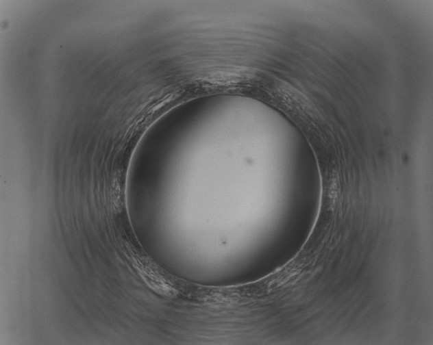 X0000066990868200603311547