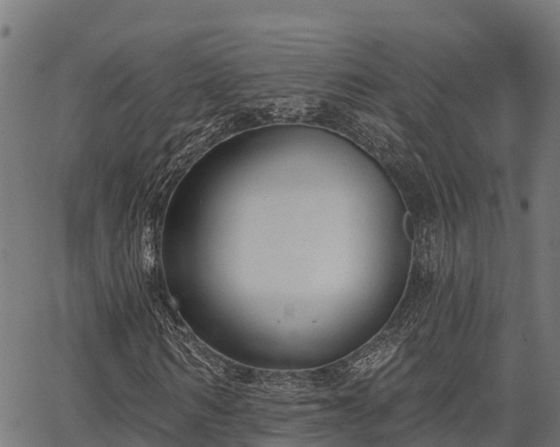 X0000066990962200603311545