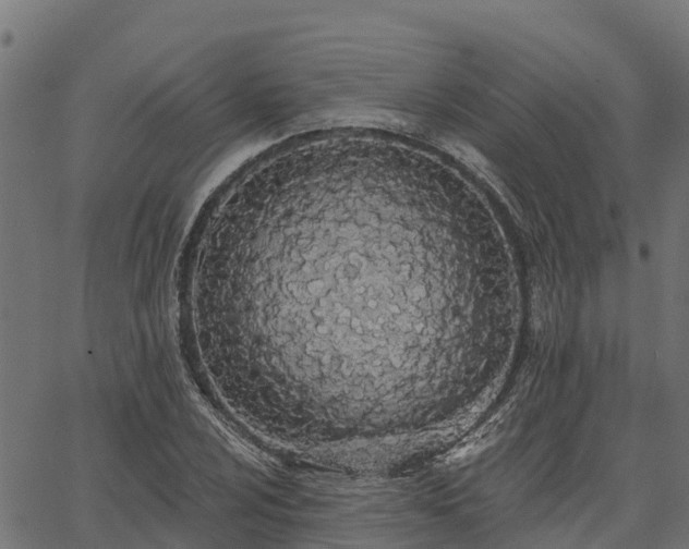 X0000066991024200603311544