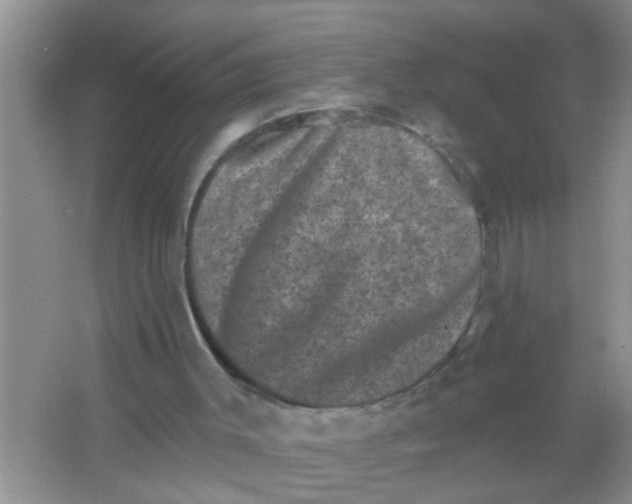 X0000066990003200604072135