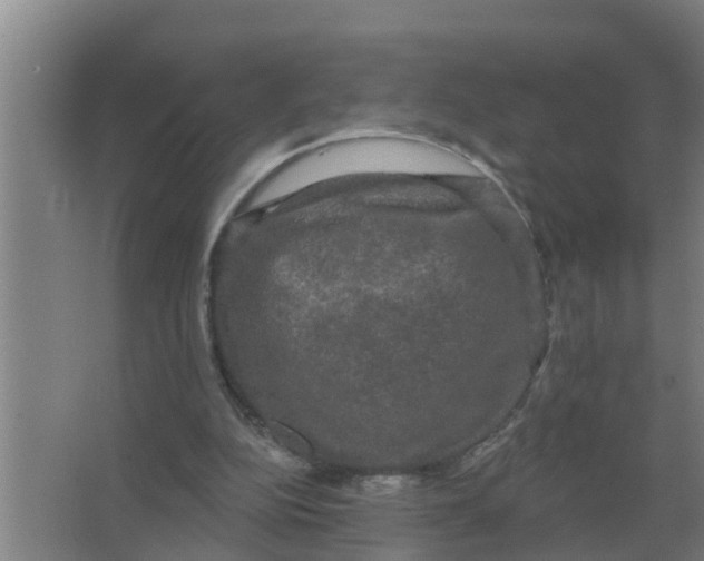 X0000066990152200604142241