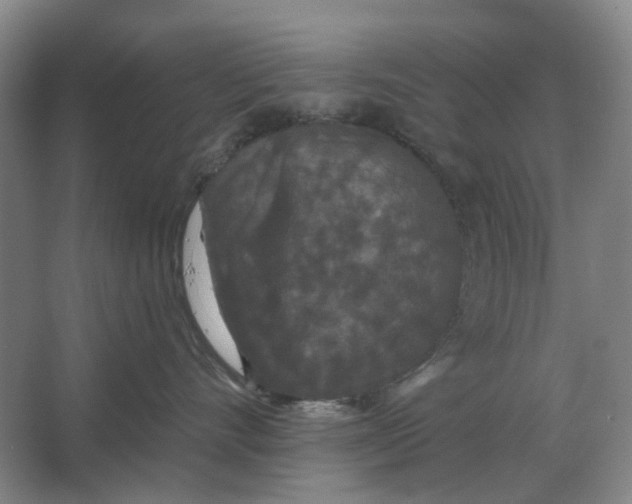X0000066990528200604142236