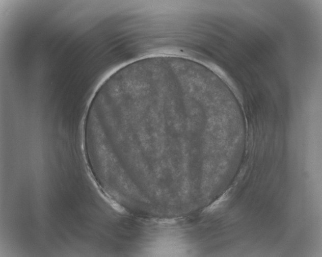 X0000066990862200604142231