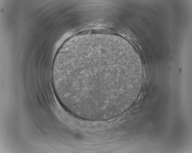 X0000066990003200604212009