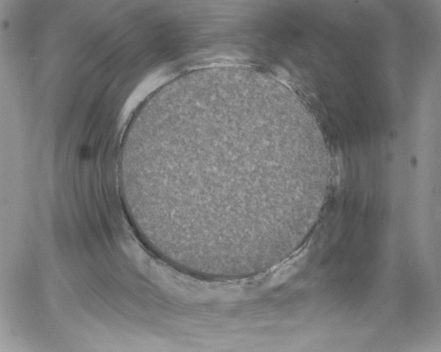 X0000066990004200604212009